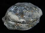 Inch Dactylioceras Ammonite In Concretion #2097-2